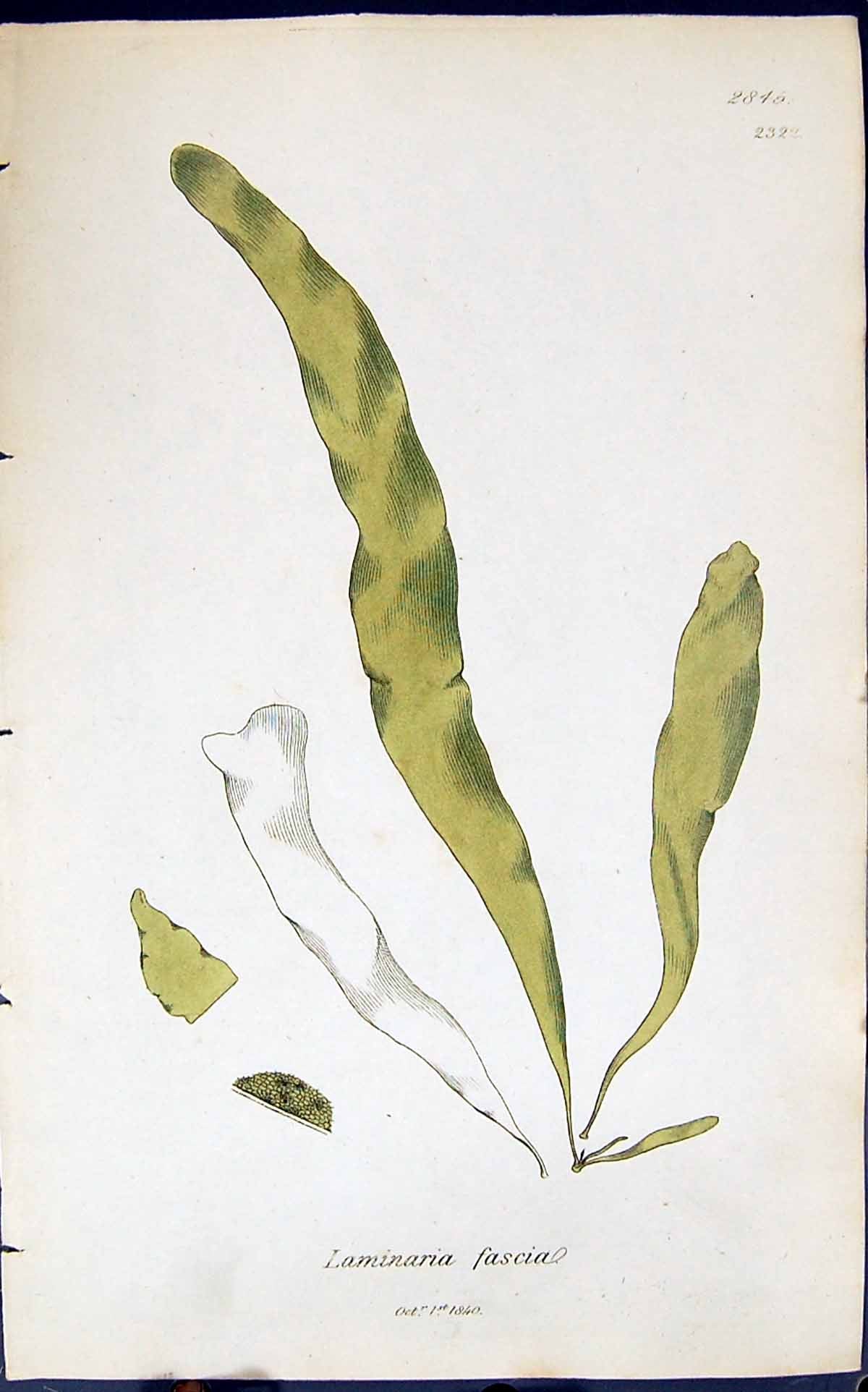 Antique Old Print Laminaria Fascia 1847 British Plants Sowerby Smith Colour