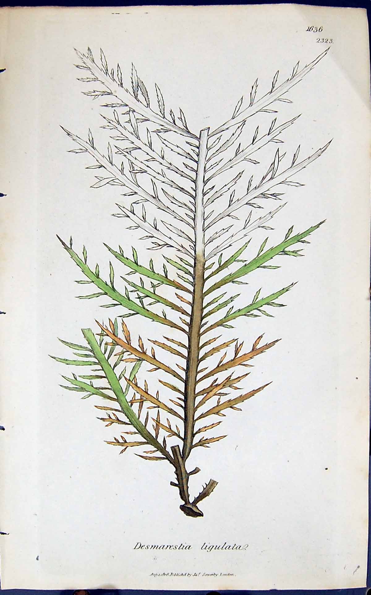Antique Print Desmarestia Ligulata 1847 British Plants Sowerby Smith Colour