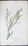 Antique Print Desmarestia Aculeata 1847 British Plants Sowerby Smith Colour