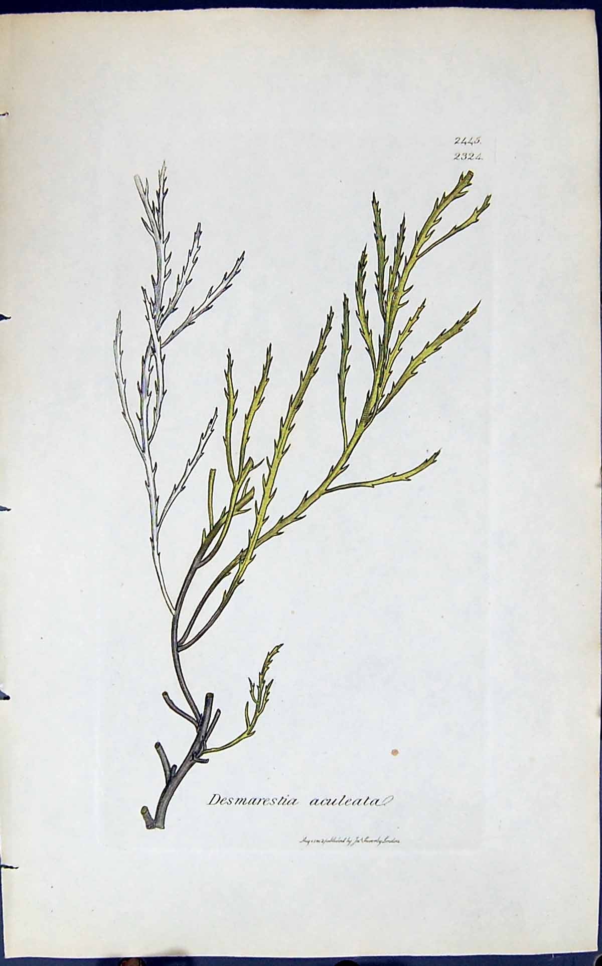 Antique Print Desmarestia Aculeata 1847 British Plants Sowerby Smith Colour