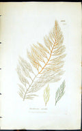 Antique Old Print Dichloria Viridis 1847 British Plants Sowerby Smith Colour