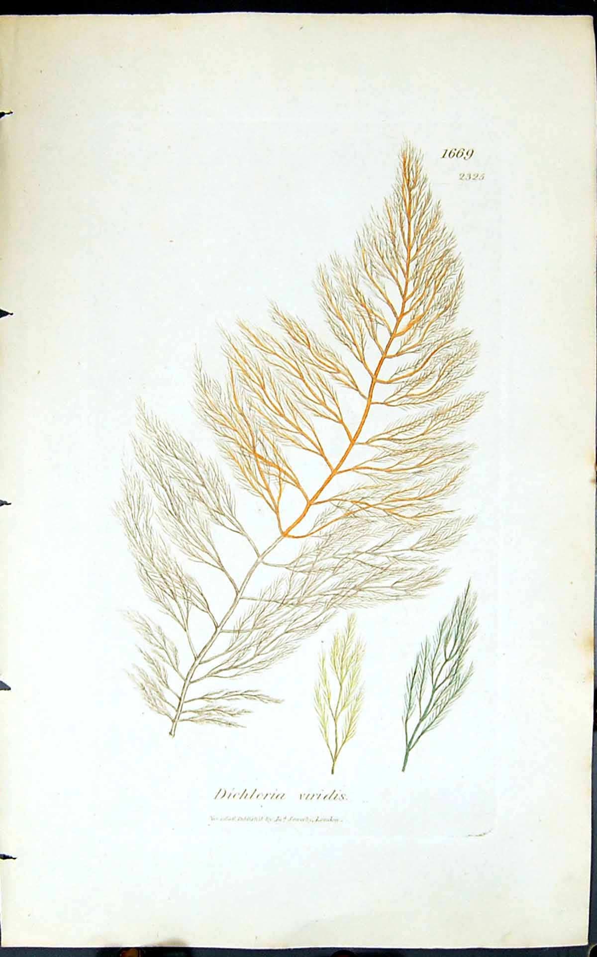 Antique Old Print Dichloria Viridis 1847 British Plants Sowerby Smith Colour
