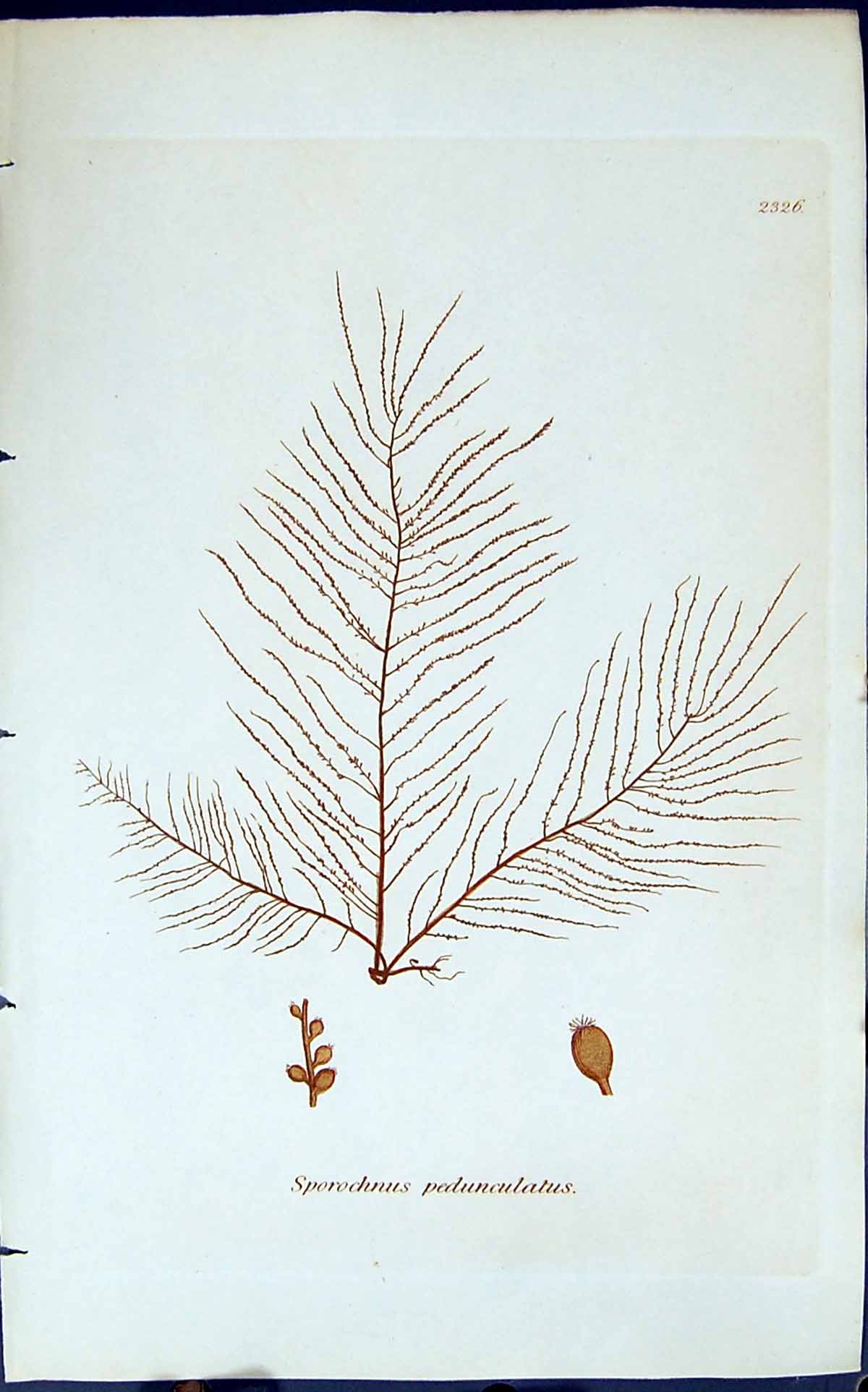 Antique Old Print Sporochnus Pedunculatus 1847 British Plants Sowerby Smith
