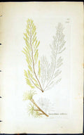 Antique Print Sporochnus Villosus 1847 British Plants Sowerby Smith Colour 19th