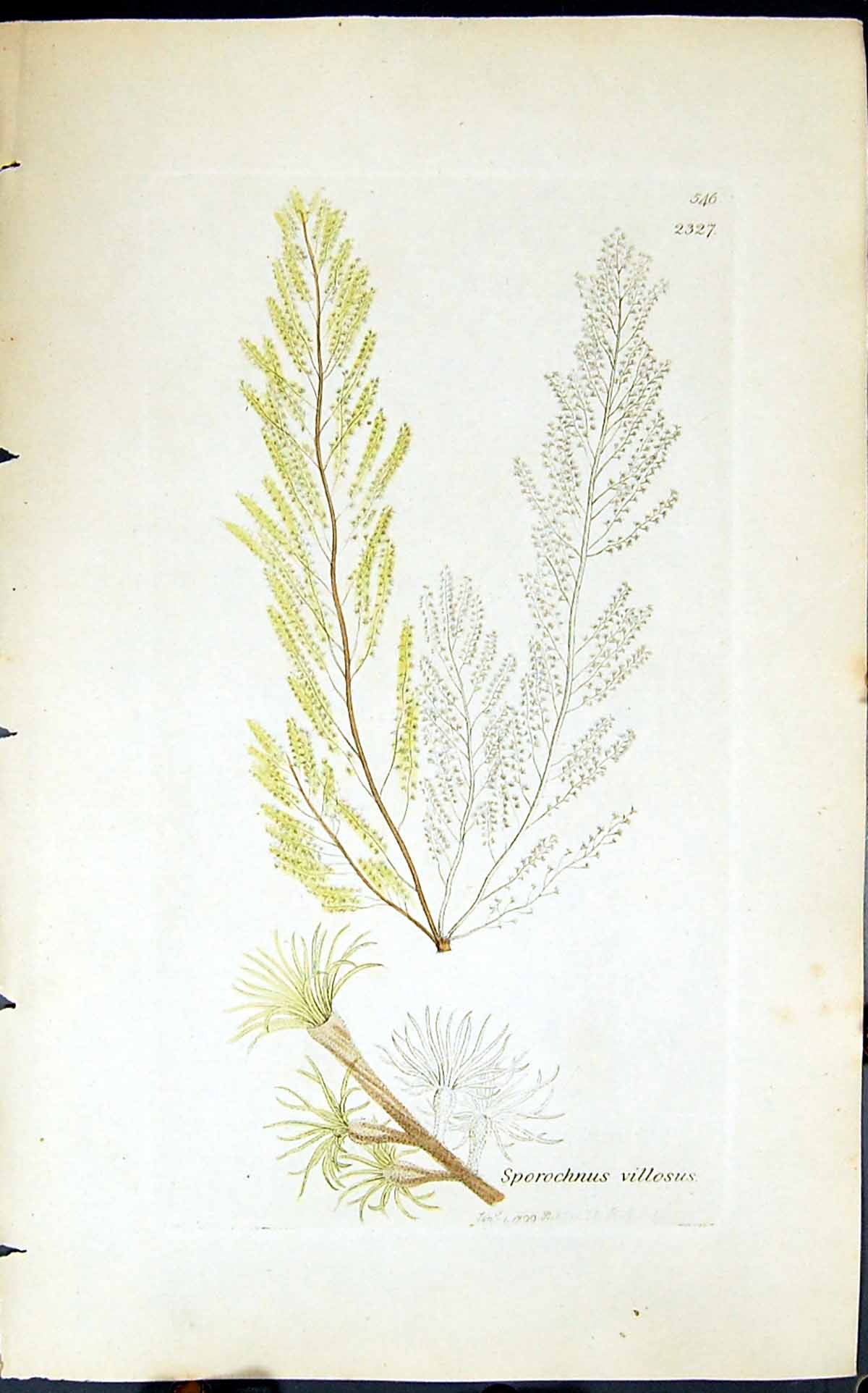 Antique Print Sporochnus Villosus 1847 British Plants Sowerby Smith Colour 19th