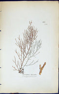 Antique Print Sporochnus Rhizodes 1847 British Plants Sowerby Smith Colour 19th