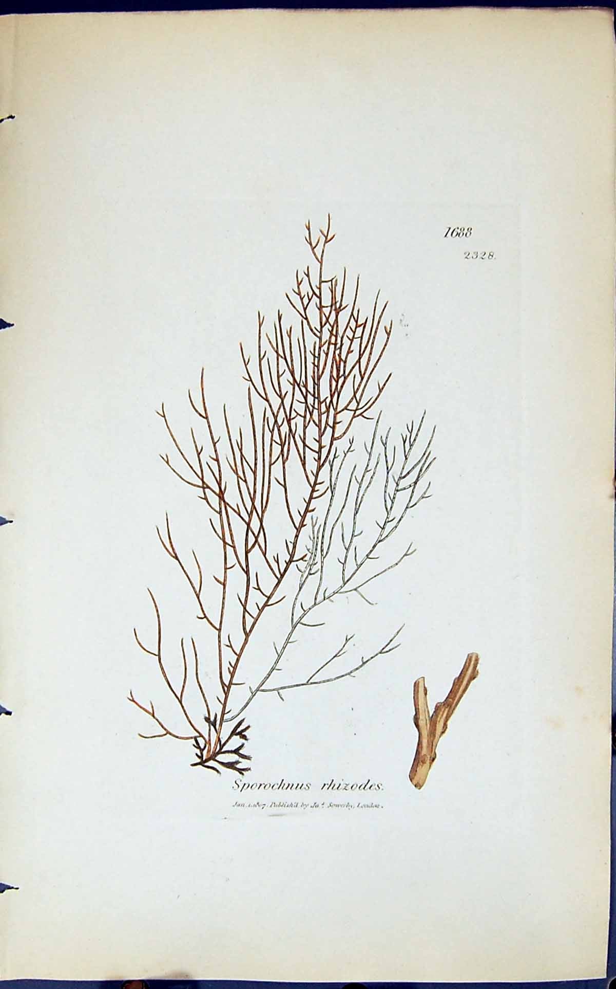 Antique Print Sporochnus Rhizodes 1847 British Plants Sowerby Smith Colour 19th