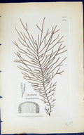 Antique Old Print Chordaria Flagelliformis 1847 British Plants Sowerby Smith