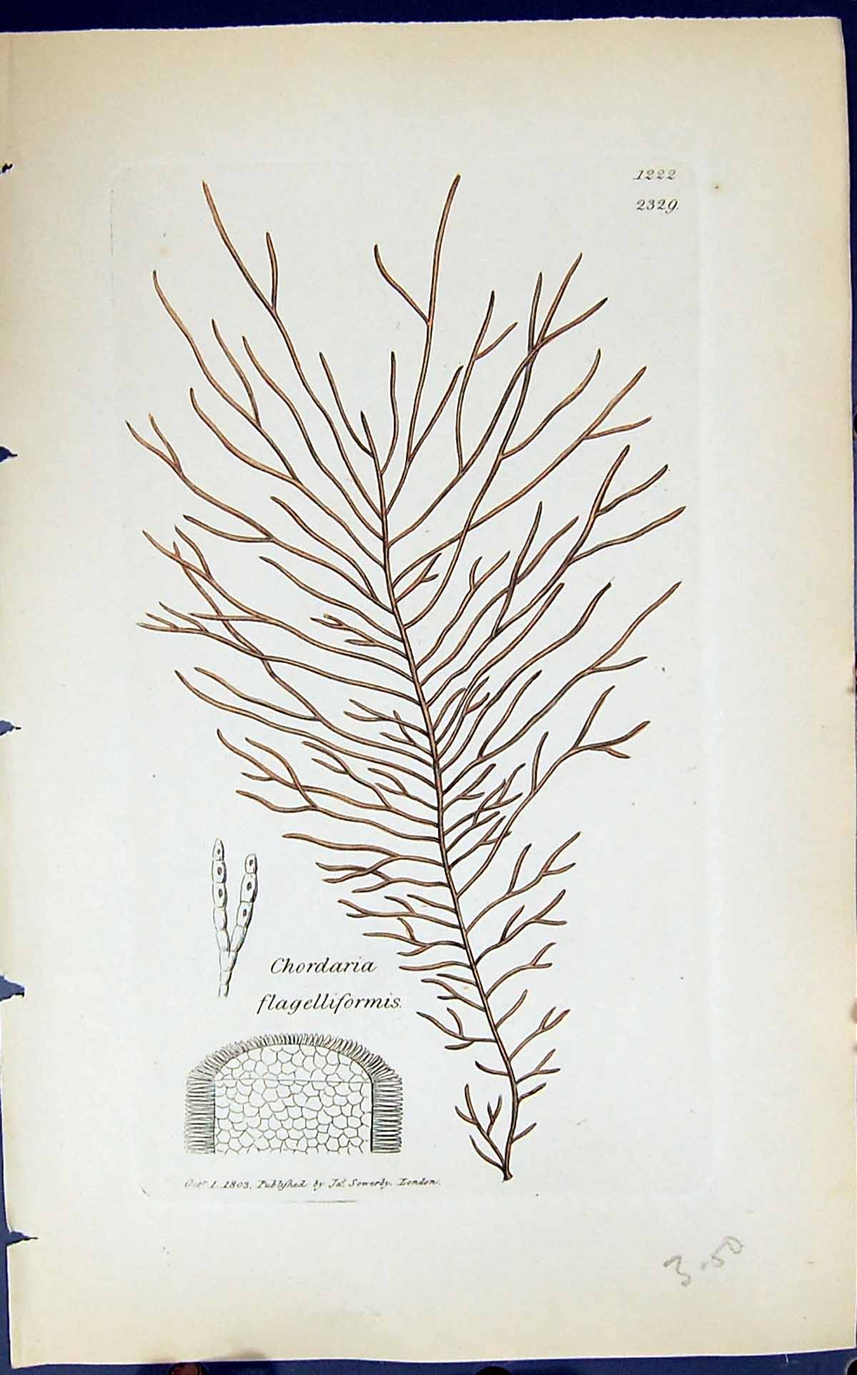 Antique Old Print Chordaria Flagelliformis 1847 British Plants Sowerby Smith