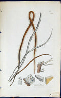 Old Antique Print Chorda Filum 1847 British Plants Sowerby Smith Colour 19th