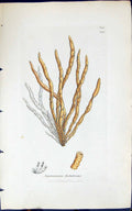 Antique Old Print Asperococcus Fistulosus 1847 British Plants Sowerby Smith
