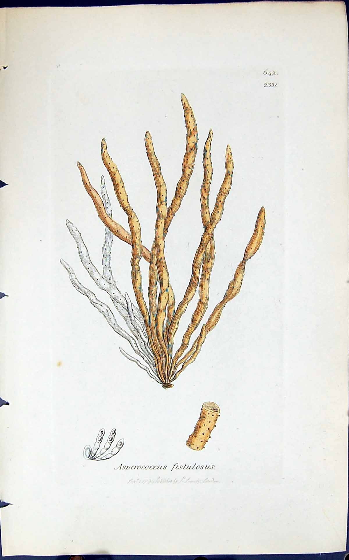 Antique Old Print Asperococcus Fistulosus 1847 British Plants Sowerby Smith