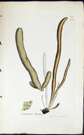 Antique Print Asperococcus Turneri 1847 British Plants Sowerby Smith Colour