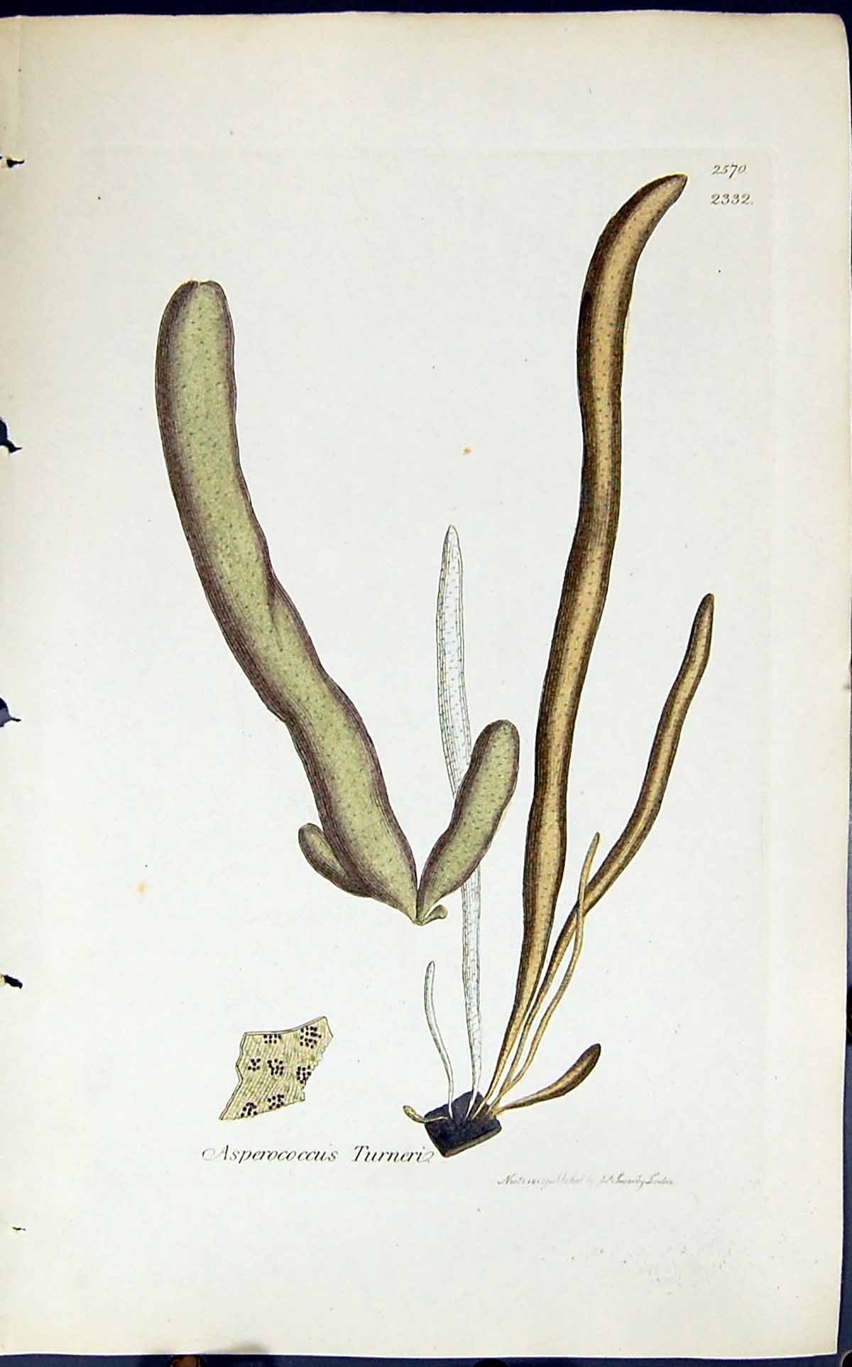 Antique Print Asperococcus Turneri 1847 British Plants Sowerby Smith Colour