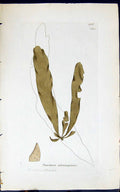 Old Print Punctaria Plantaginea 1847 British Plants Sowerby Smith Colour 19th