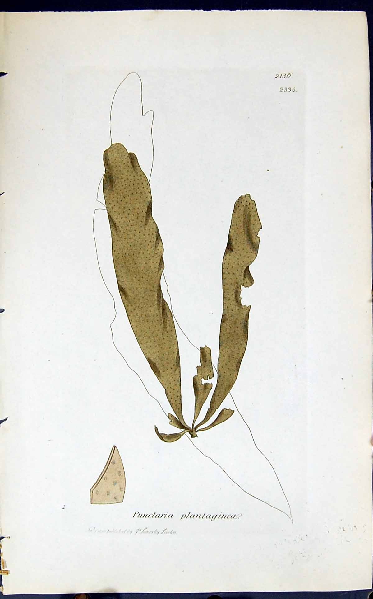 Old Print Punctaria Plantaginea 1847 British Plants Sowerby Smith Colour 19th