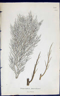 Antique Print Dietyosiphon Foeniculaceus 1847 British Plants Sowerby Smith 19th