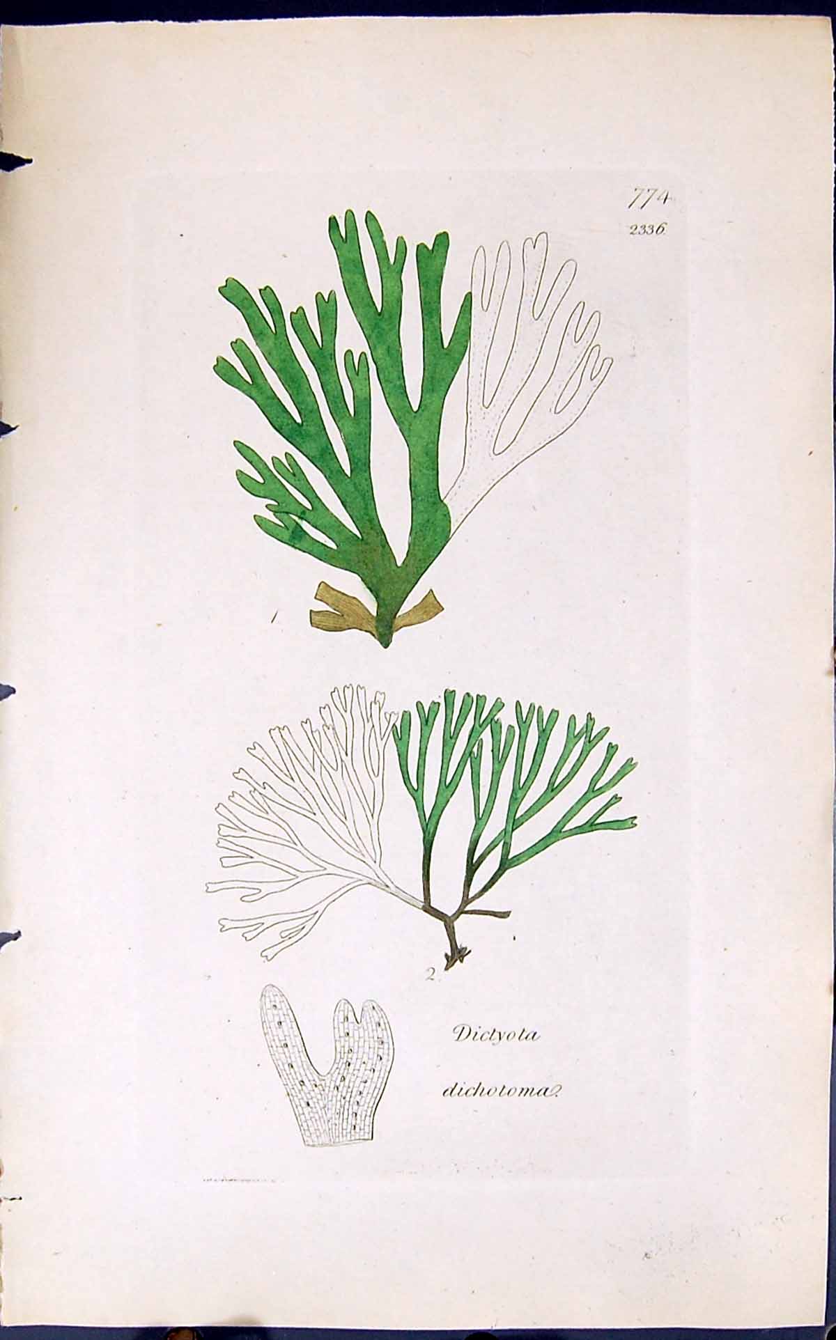Antique Old Print Dictyota Dichotoma 1847 British Plants Sowerby Smith Colour