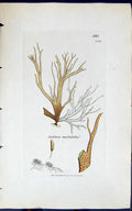 Antique Old Print Cutleria Multifida 1847 British Plants Sowerby Smith Colour