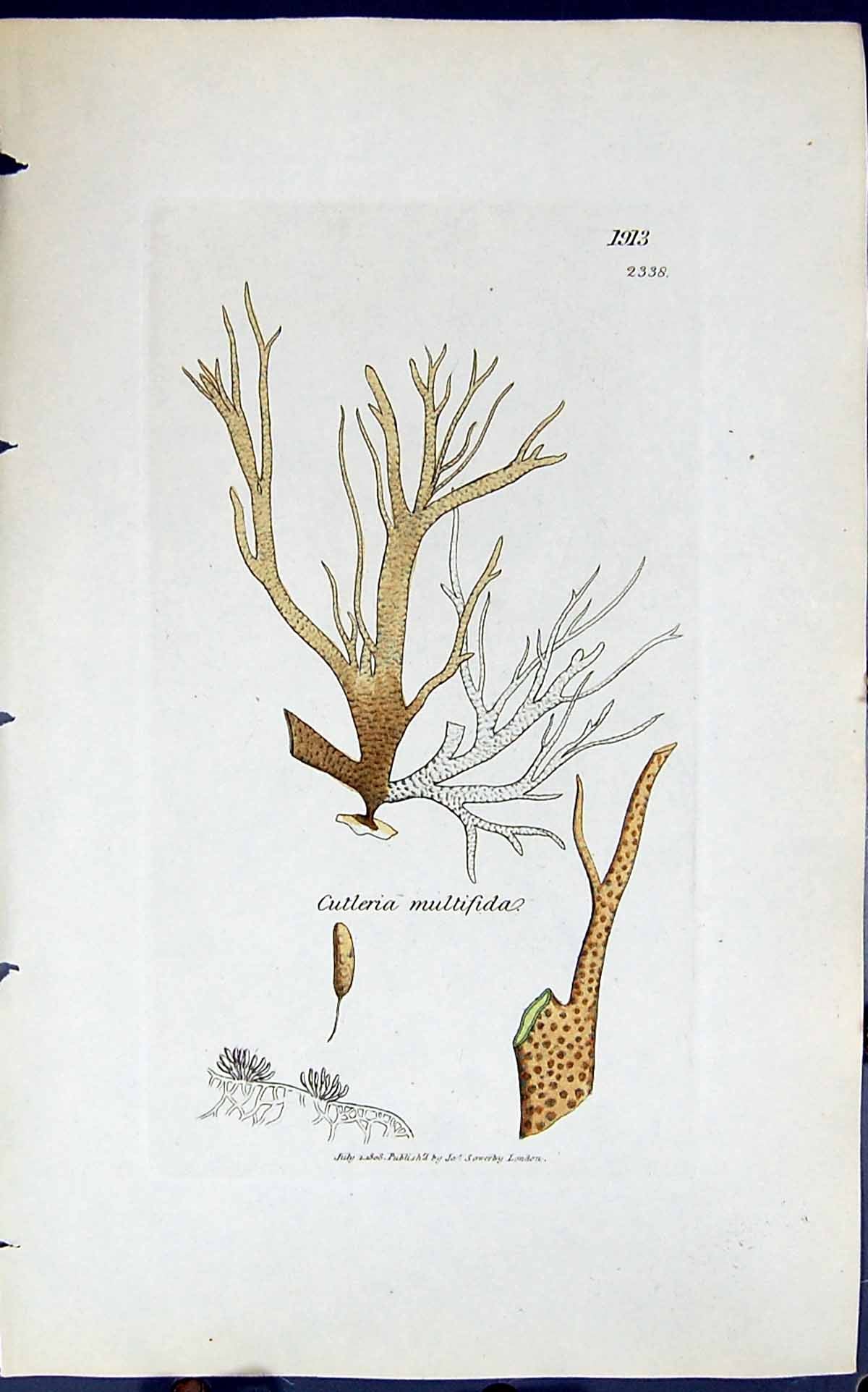 Antique Old Print Cutleria Multifida 1847 British Plants Sowerby Smith Colour
