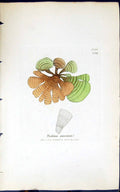 Old Antique Print Padina Pavonia 1847 British Plants Sowerby Smith Colour 19th