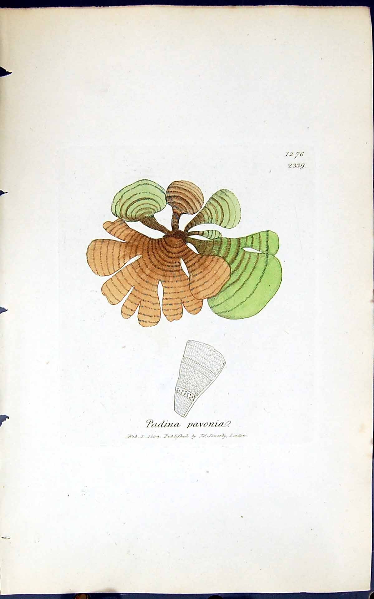 Old Antique Print Padina Pavonia 1847 British Plants Sowerby Smith Colour 19th