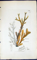 Antique Old Print Halyseris Polypodioides 1847 British Plants Sowerby Smith