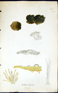 Old Antique Print Ralfsia Deusta 1847 British Plants Sowerby Smith Colour 19th