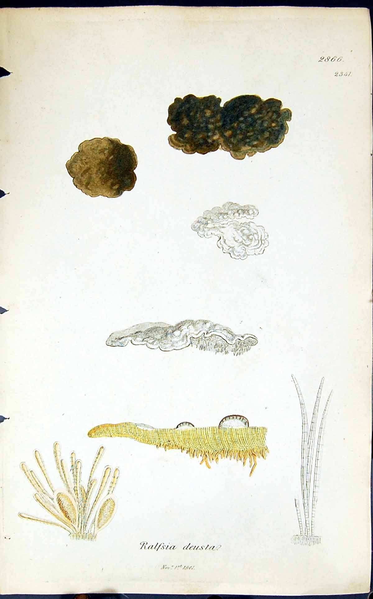 Old Antique Print Ralfsia Deusta 1847 British Plants Sowerby Smith Colour 19th