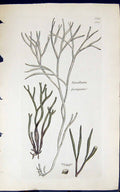 Antique Old Print Turcellaria Fastigiata 1847 British Plants Sowerby Smith 19th