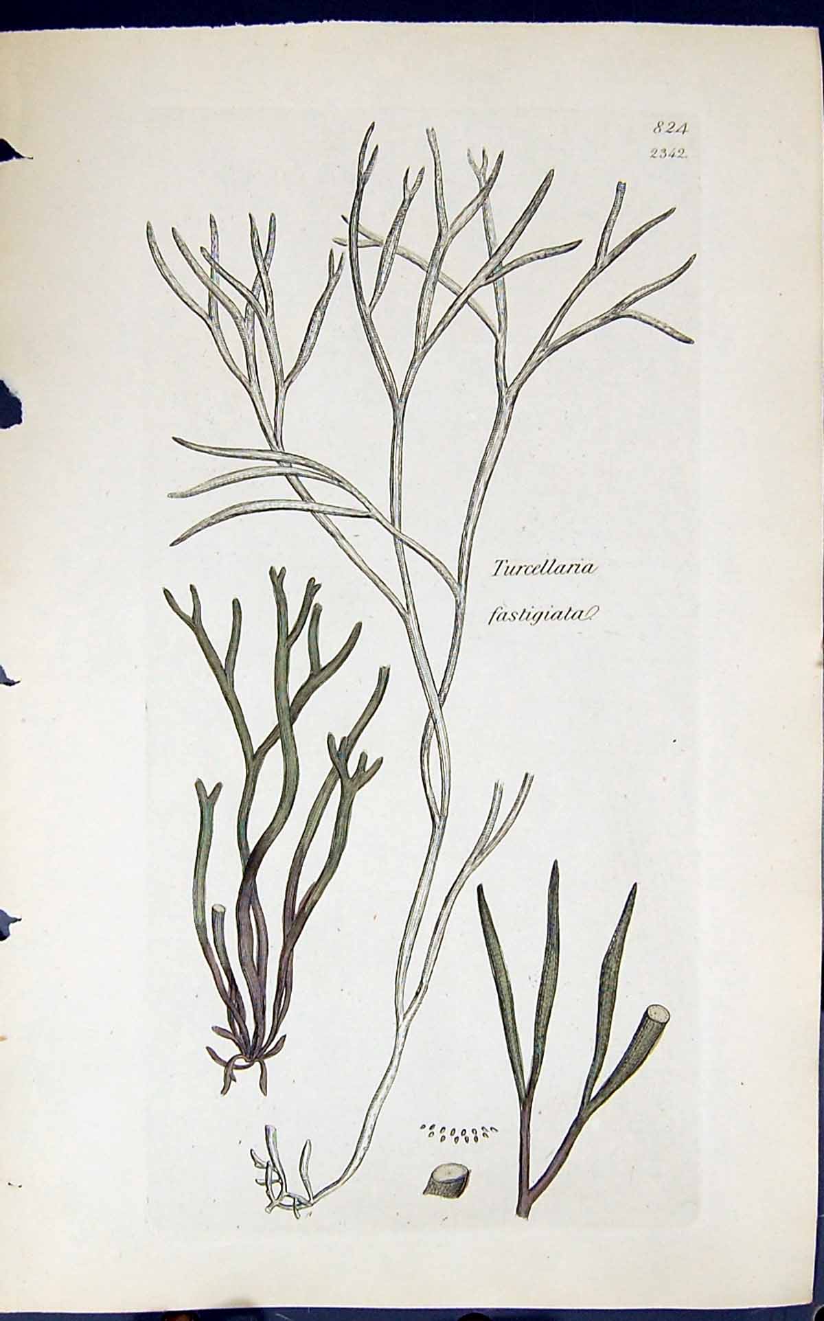 Antique Old Print Turcellaria Fastigiata 1847 British Plants Sowerby Smith 19th