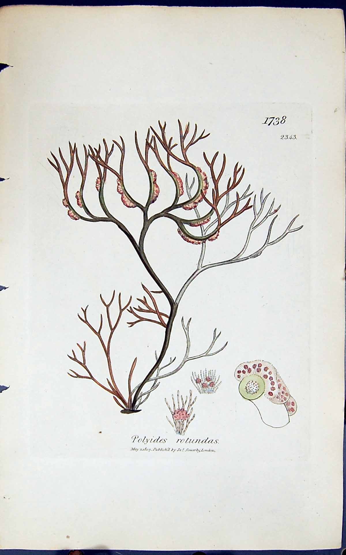Antique Old Print Polyides Rotundas 1847 British Plants Sowerby Smith Colour