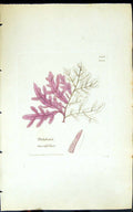 Old Print Delesseria Ruscifolia 1847 British Plants Sowerby Smith Colour 19th