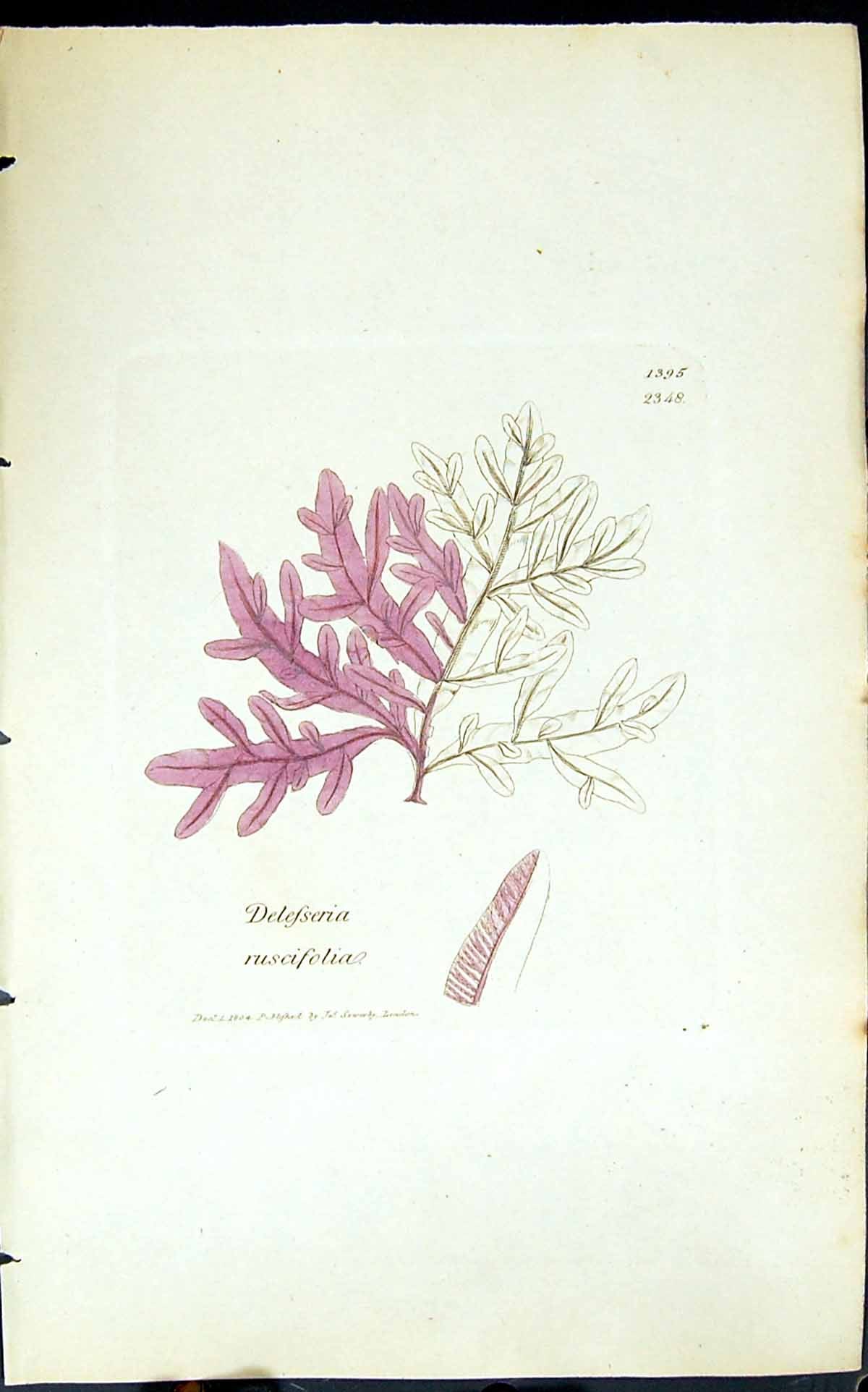 Old Print Delesseria Ruscifolia 1847 British Plants Sowerby Smith Colour 19th