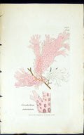 Old Print Nitophyllum Punctatum 1847 British Plants Sowerby Smith Colour 19th