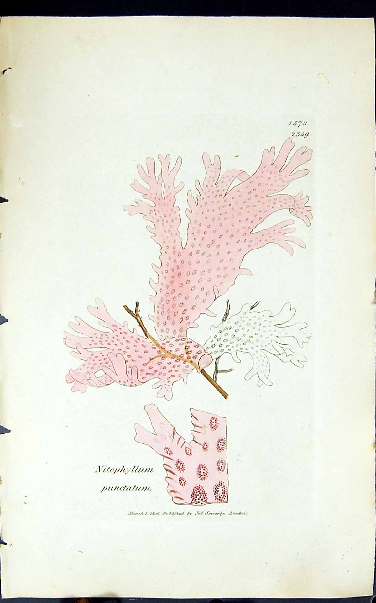 Old Print Nitophyllum Punctatum 1847 British Plants Sowerby Smith Colour 19th