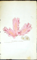 Old Print Nitophyllum Ulvoideum 1847 British Plants Sowerby Smith Colour 19th
