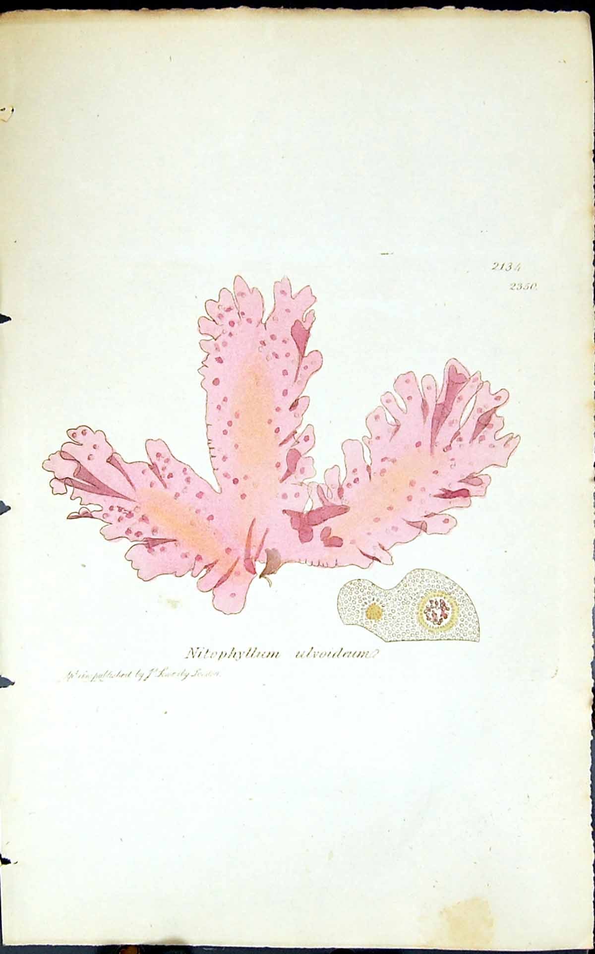 Old Print Nitophyllum Ulvoideum 1847 British Plants Sowerby Smith Colour 19th