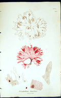 Antique Print Nitophyllum Gmelini 1847 British Plants Sowerby Smith Colour 19th