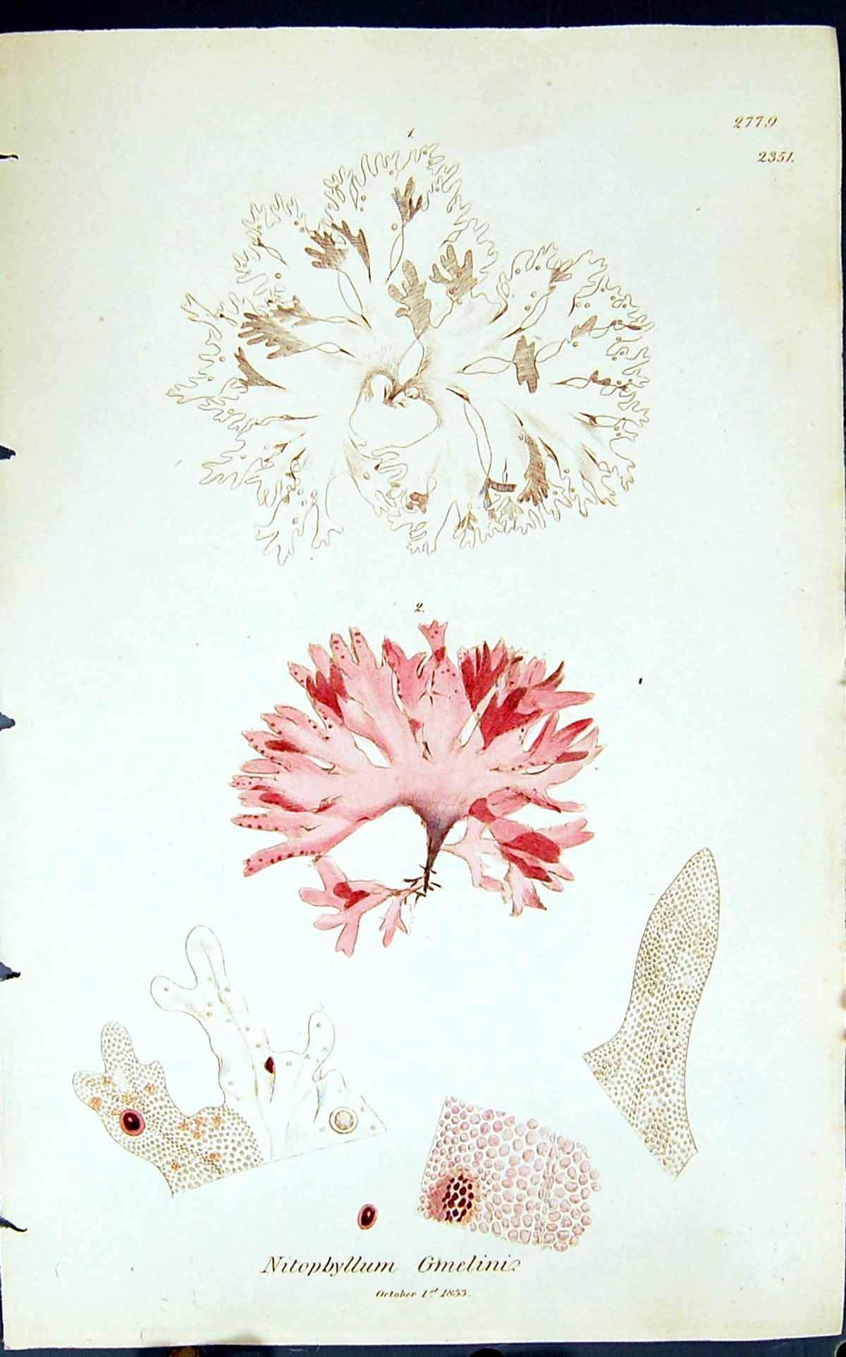 Antique Print Nitophyllum Gmelini 1847 British Plants Sowerby Smith Colour 19th
