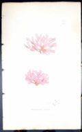 Antique Old Print Rhodomenia Bifida 1847 British Plants Sowerby Smith Colour