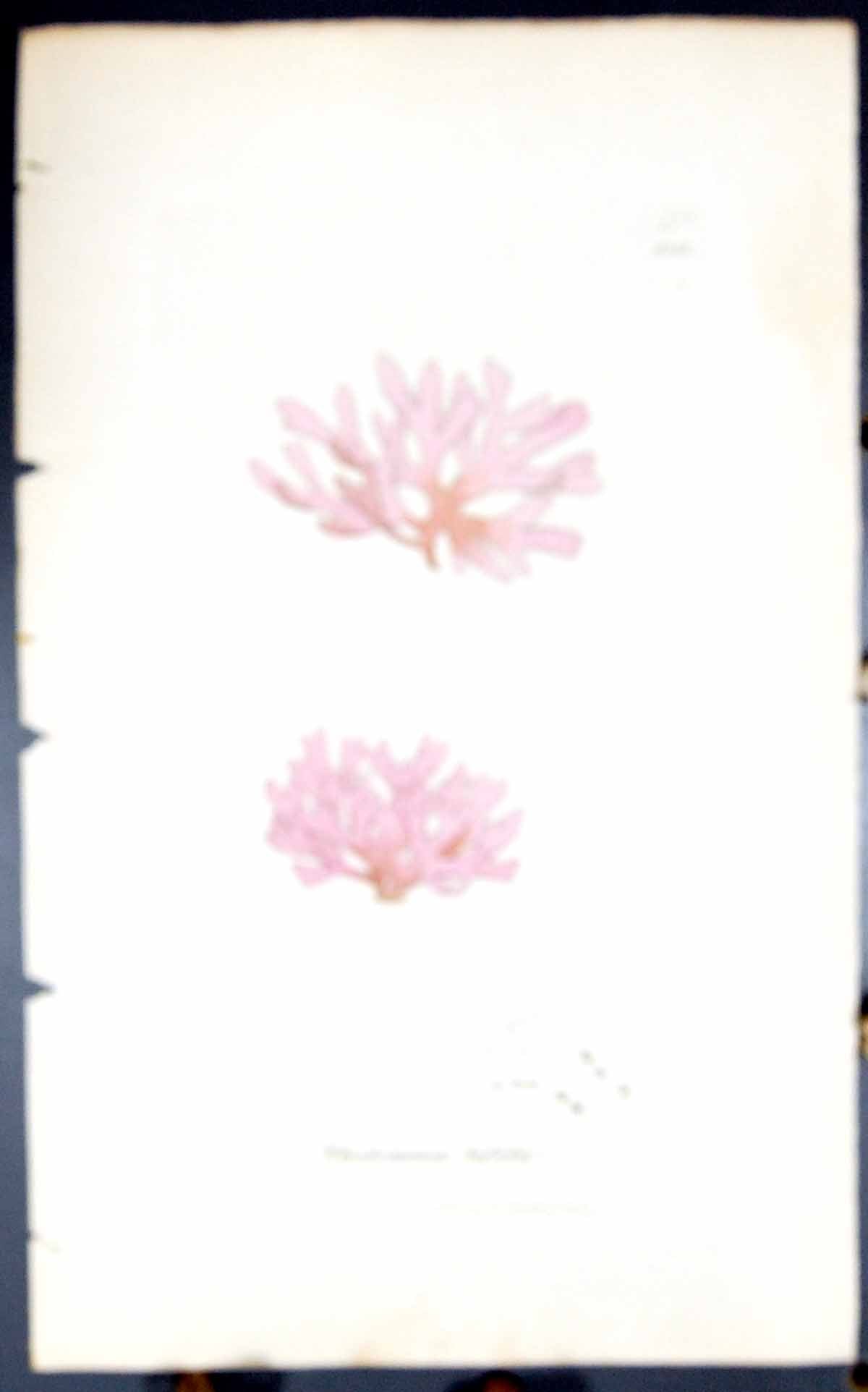 Antique Old Print Rhodomenia Bifida 1847 British Plants Sowerby Smith Colour