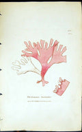 Antique Print Rhodomenia Laciniata 1847 British Plants Sowerby Smith Colour