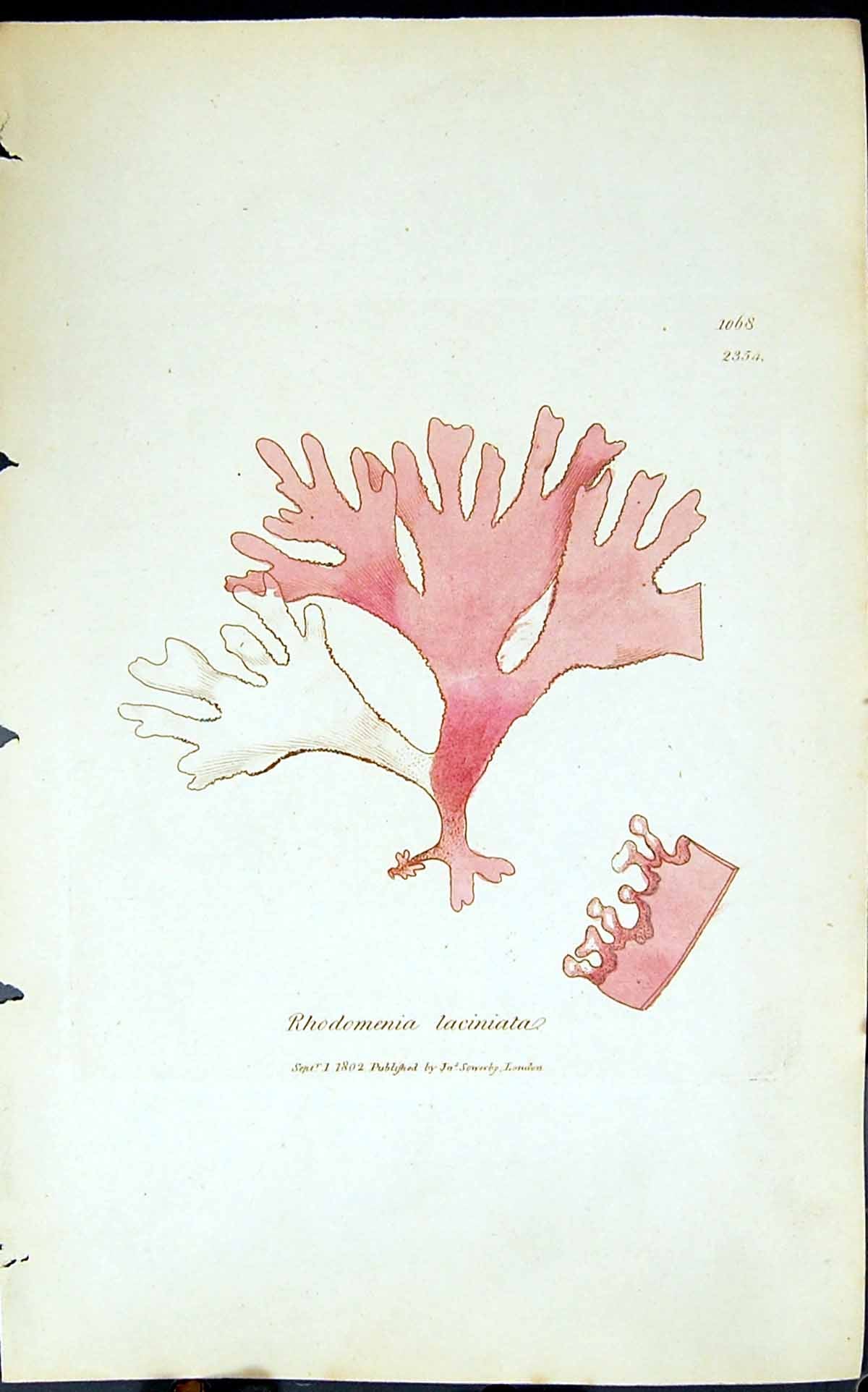 Antique Print Rhodomenia Laciniata 1847 British Plants Sowerby Smith Colour