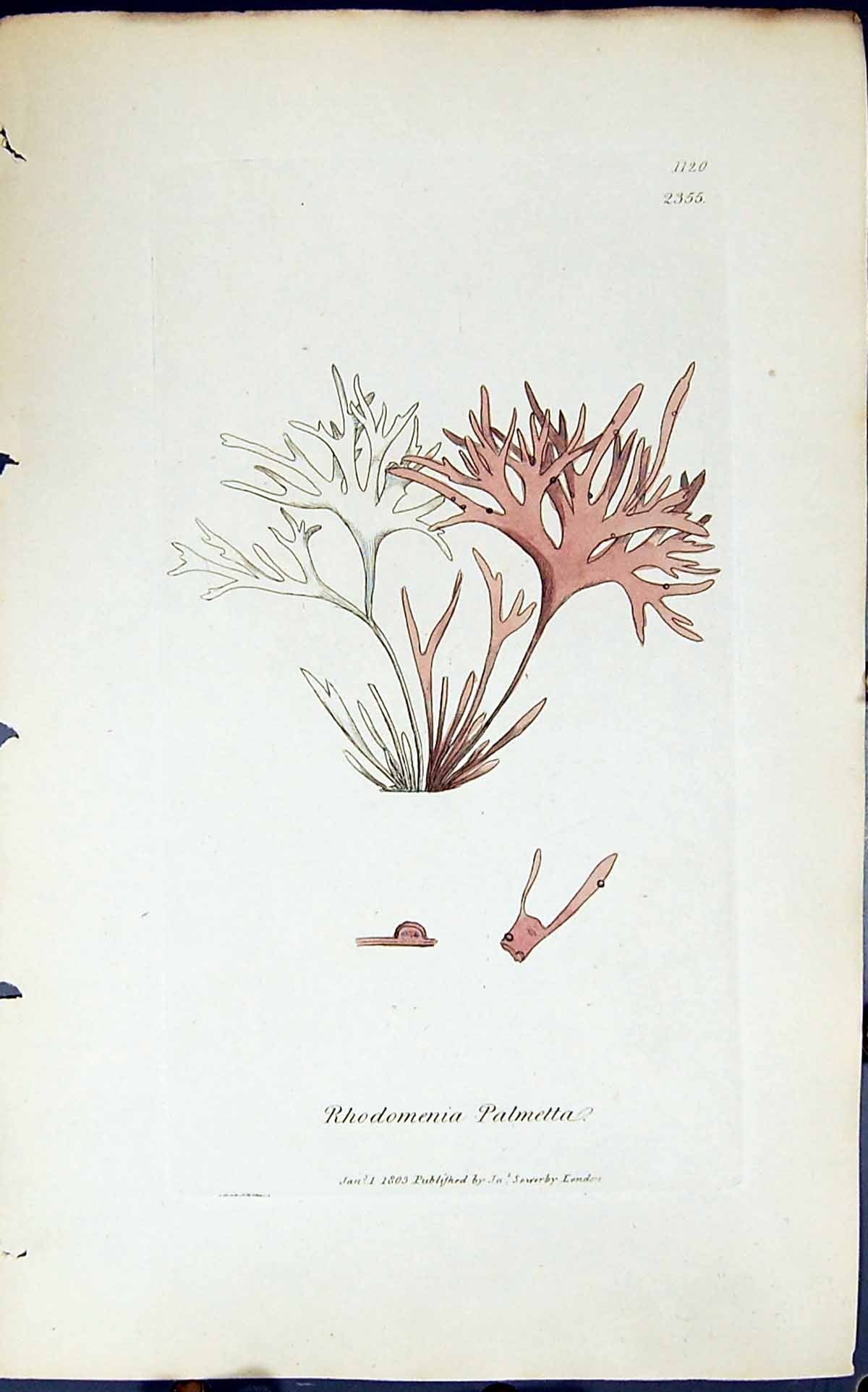 Antique Print Rhodomenia Palmetta 1847 British Plants Sowerby Smith Colour 19th