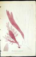Antique Old Print Rhodomenia Palmata 1847 British Plants Sowerby Smith Colour