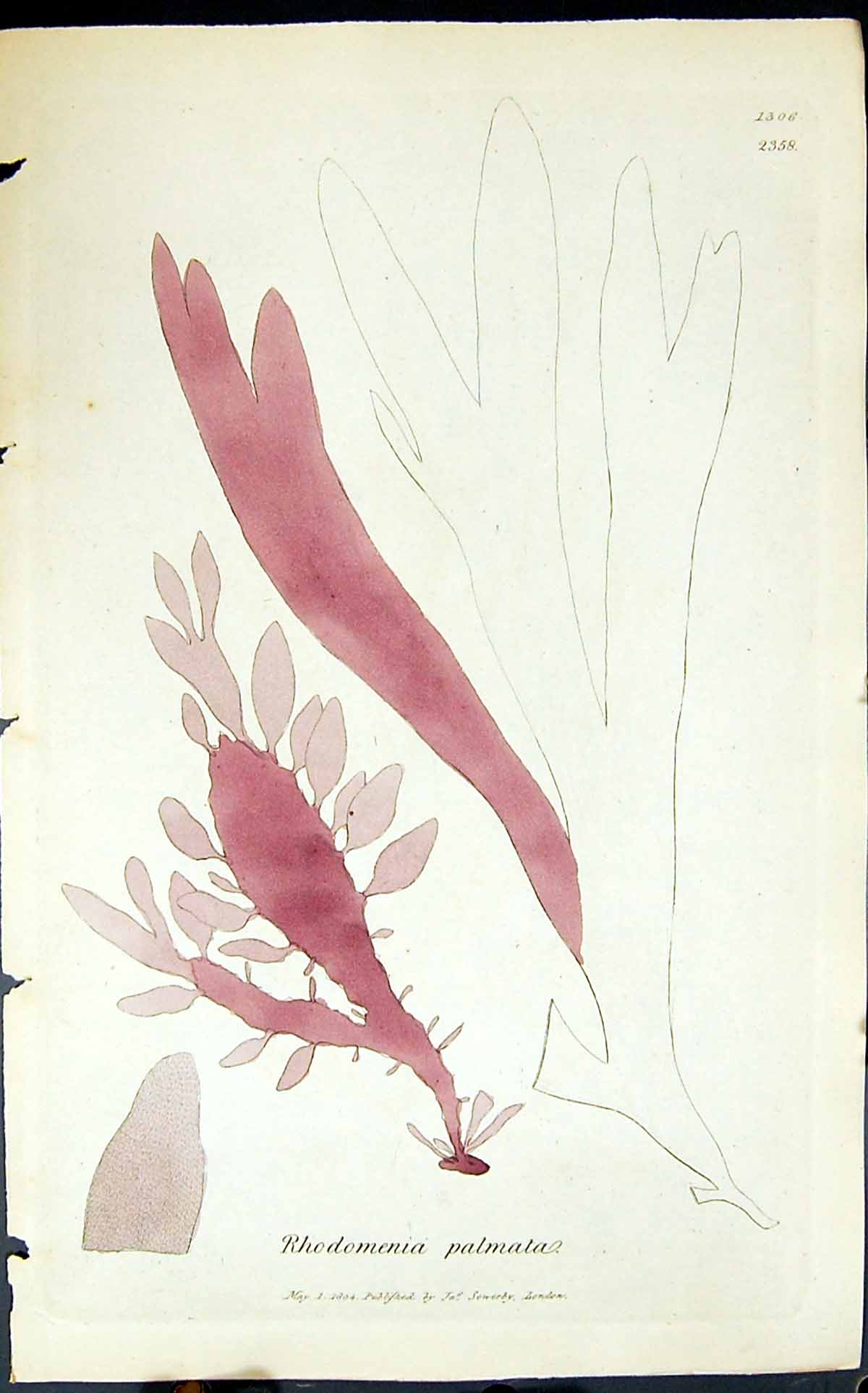 Antique Old Print Rhodomenia Palmata 1847 British Plants Sowerby Smith Colour