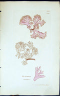 Old Print Rhodomenia Sobolifera 1847 British Plants Sowerby Smith Colour 19th