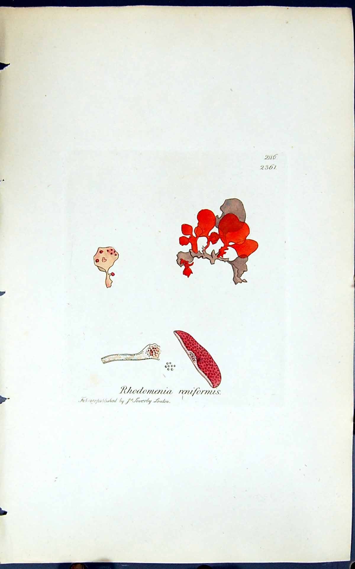 Old Print Rhodomenia Reniformis 1847 British Plants Sowerby Smith Colour 19th