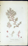Antique Print Plocamium Coccineum 1847 British Plants Sowerby Smith Colour 19th